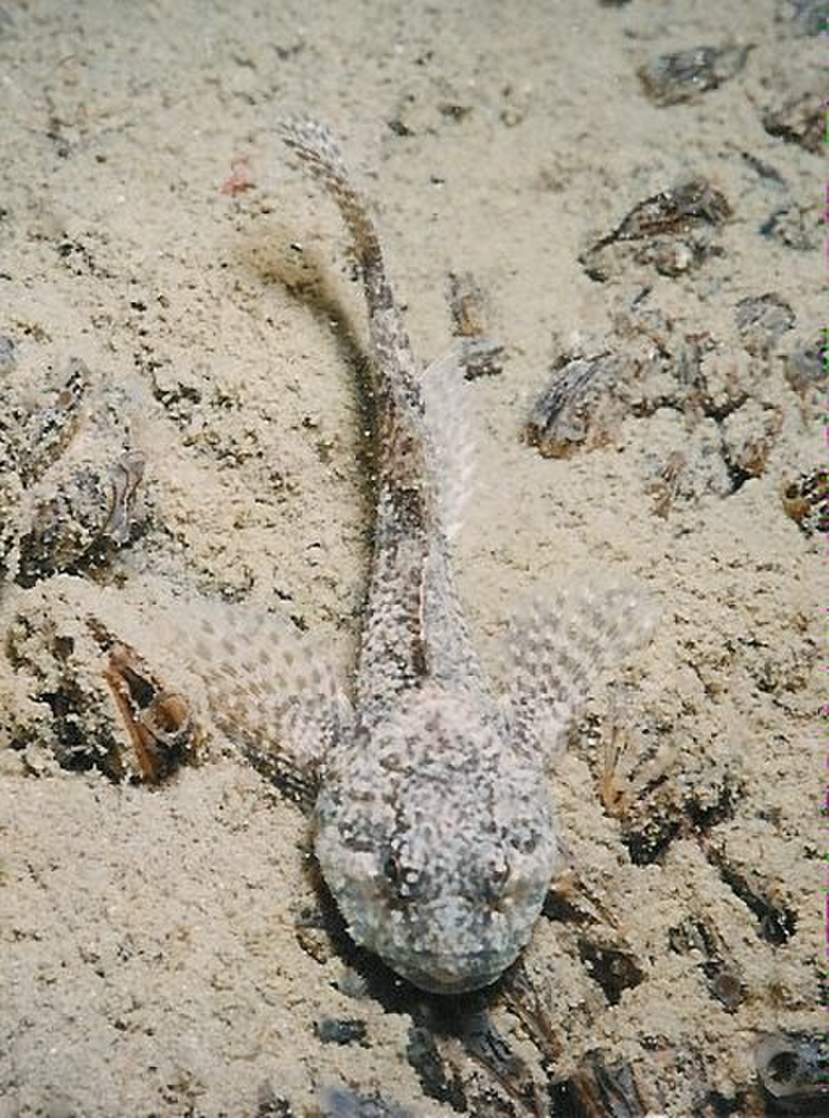 Chabot (poisson)