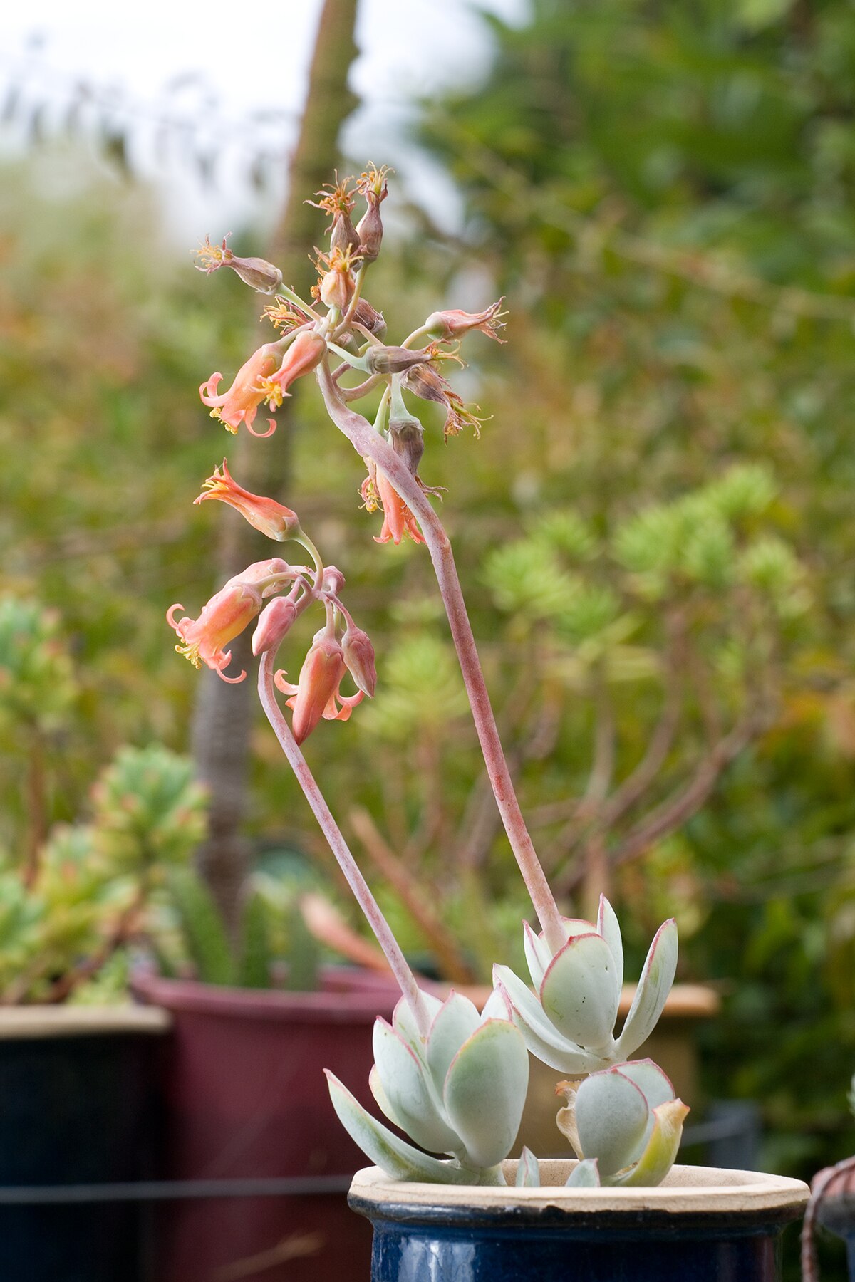 Cotyledon orbiculata