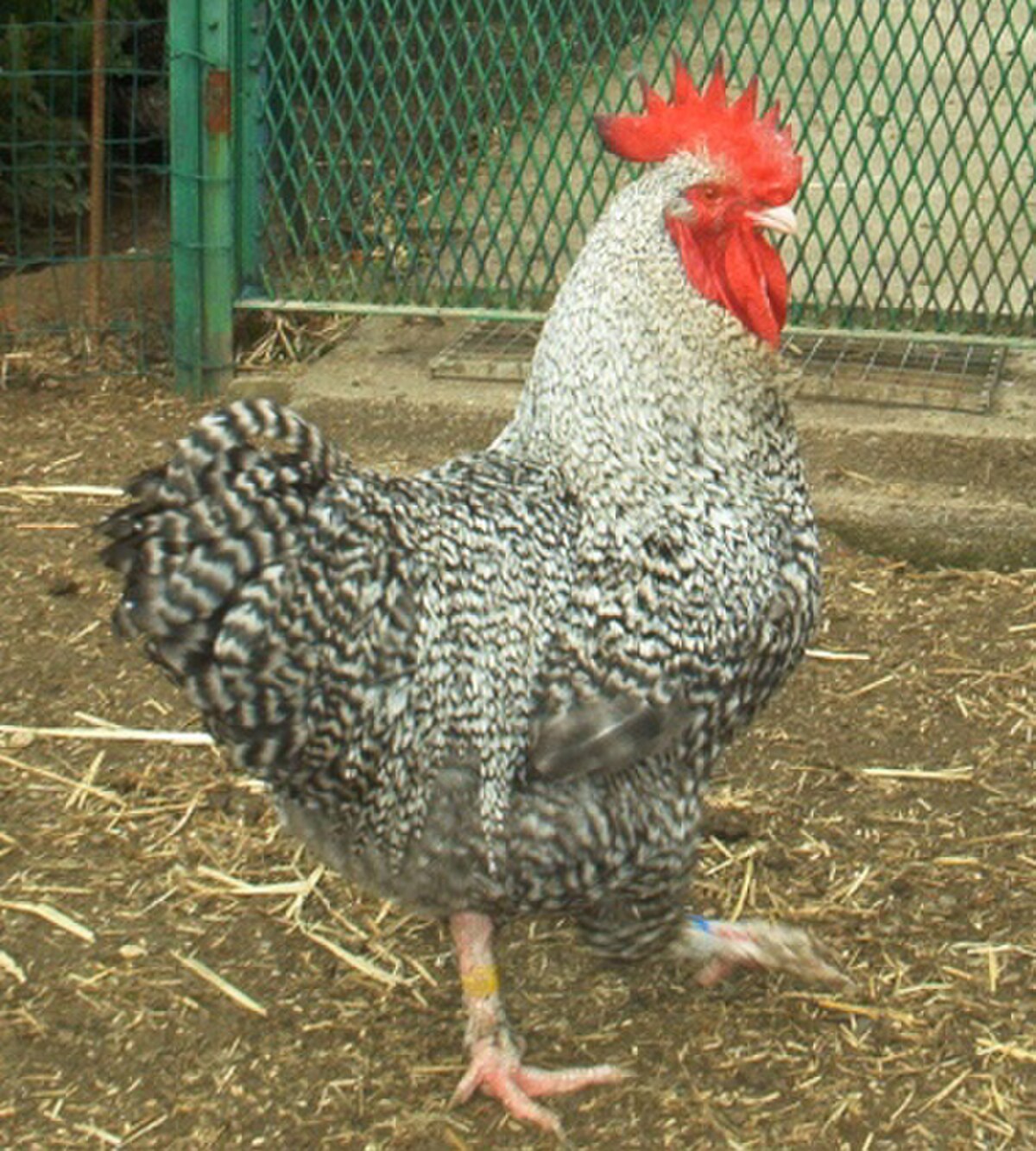 Coq Marans Coucou argenté