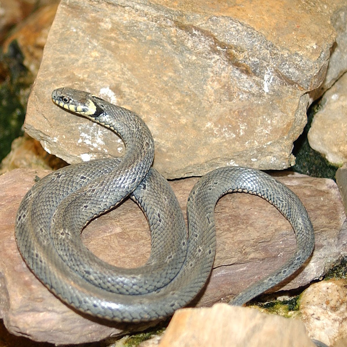 Couleuvre à collier
