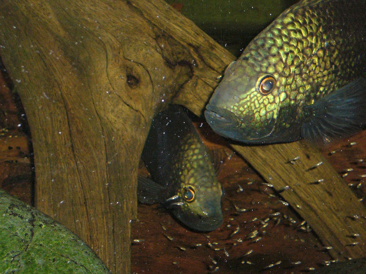 Herichthys carpintis