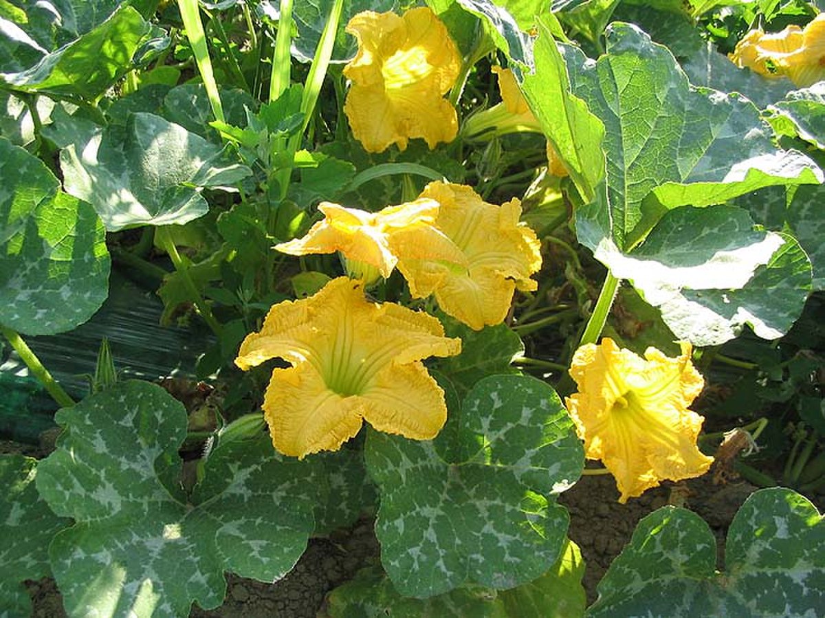 Courge musquée