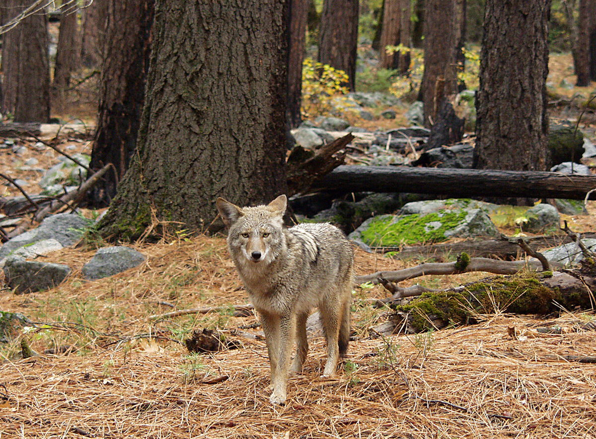 Coyote in forest.jpg