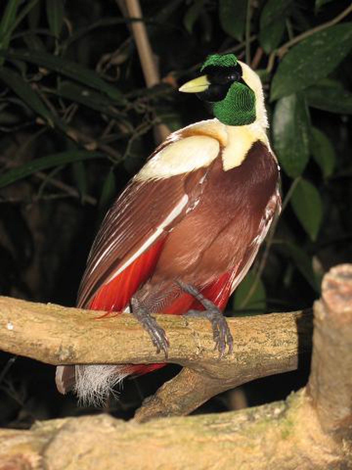 Paradisier rouge