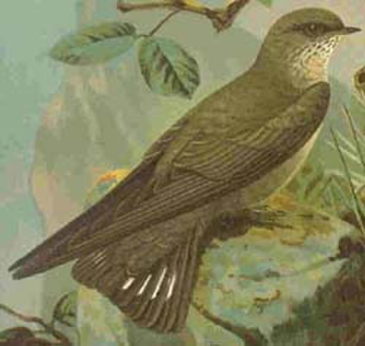 Cragmartin22.jpg