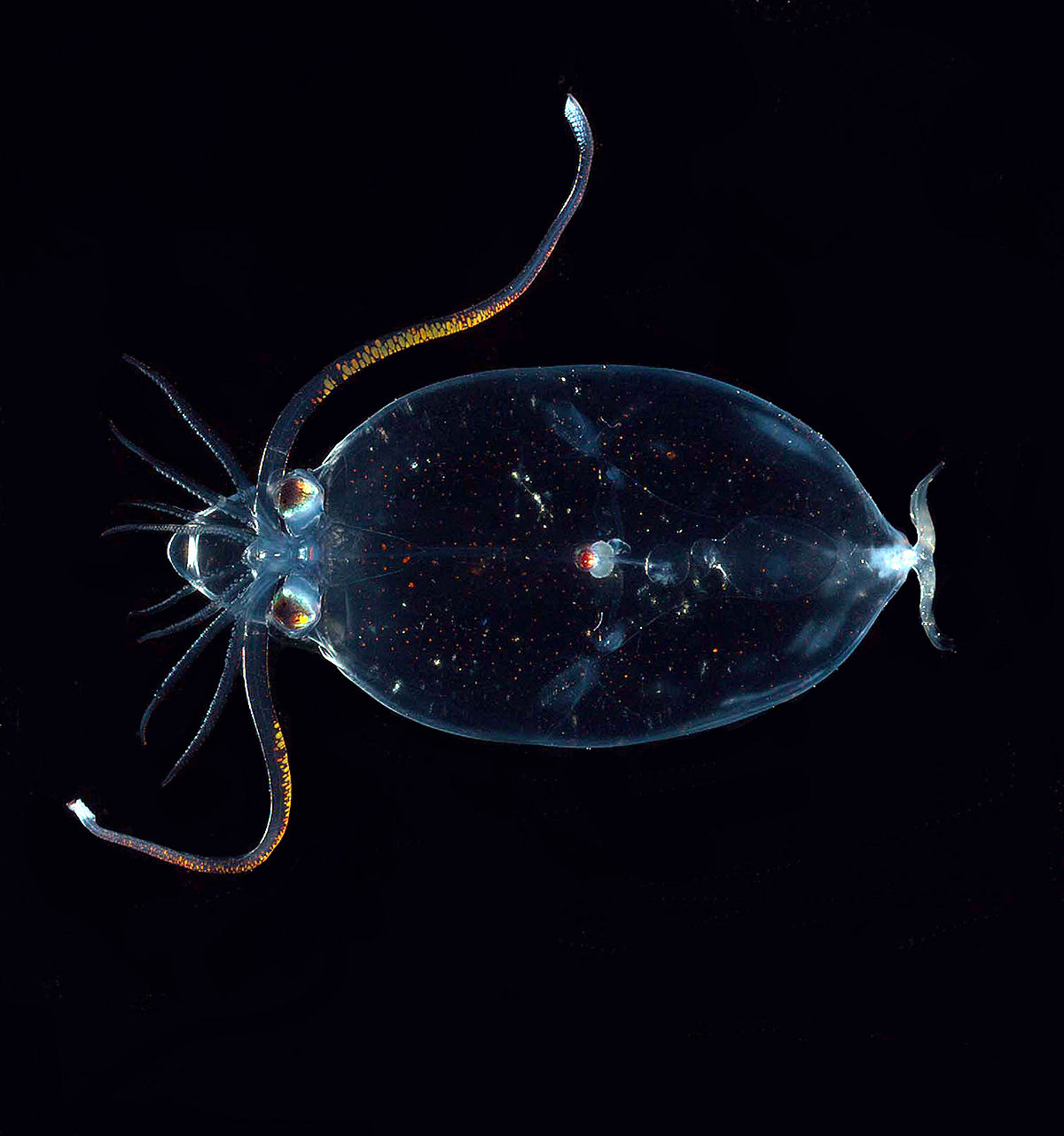 Cranchiidae