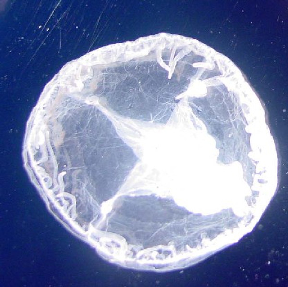 Craspedacusta sowerbyi