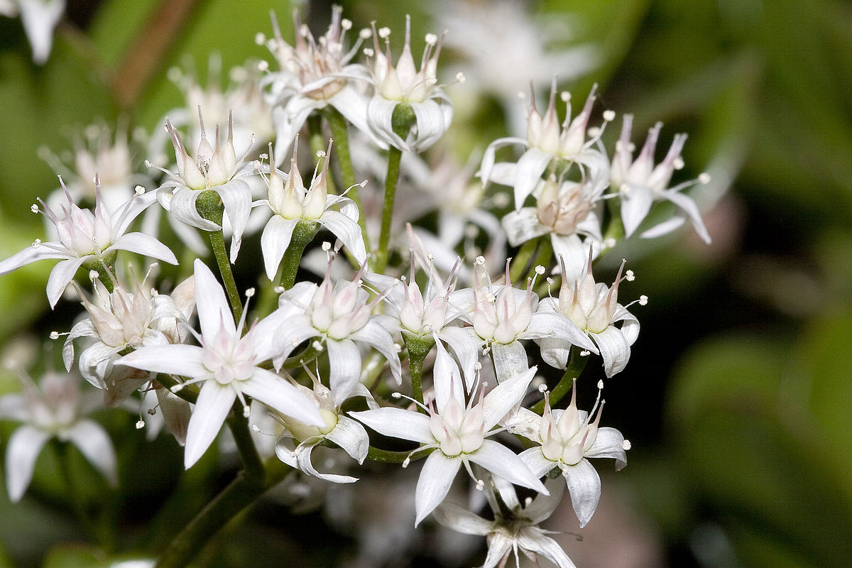 Fleurs de Crassula ovata
