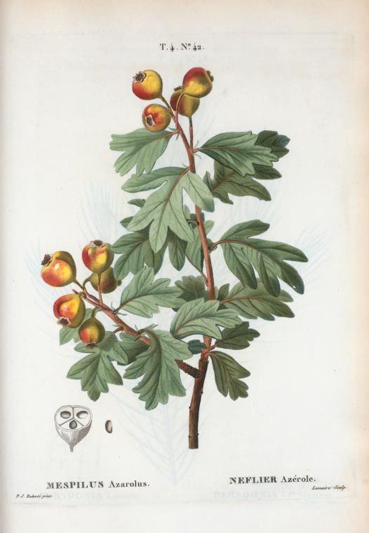 Azérolier