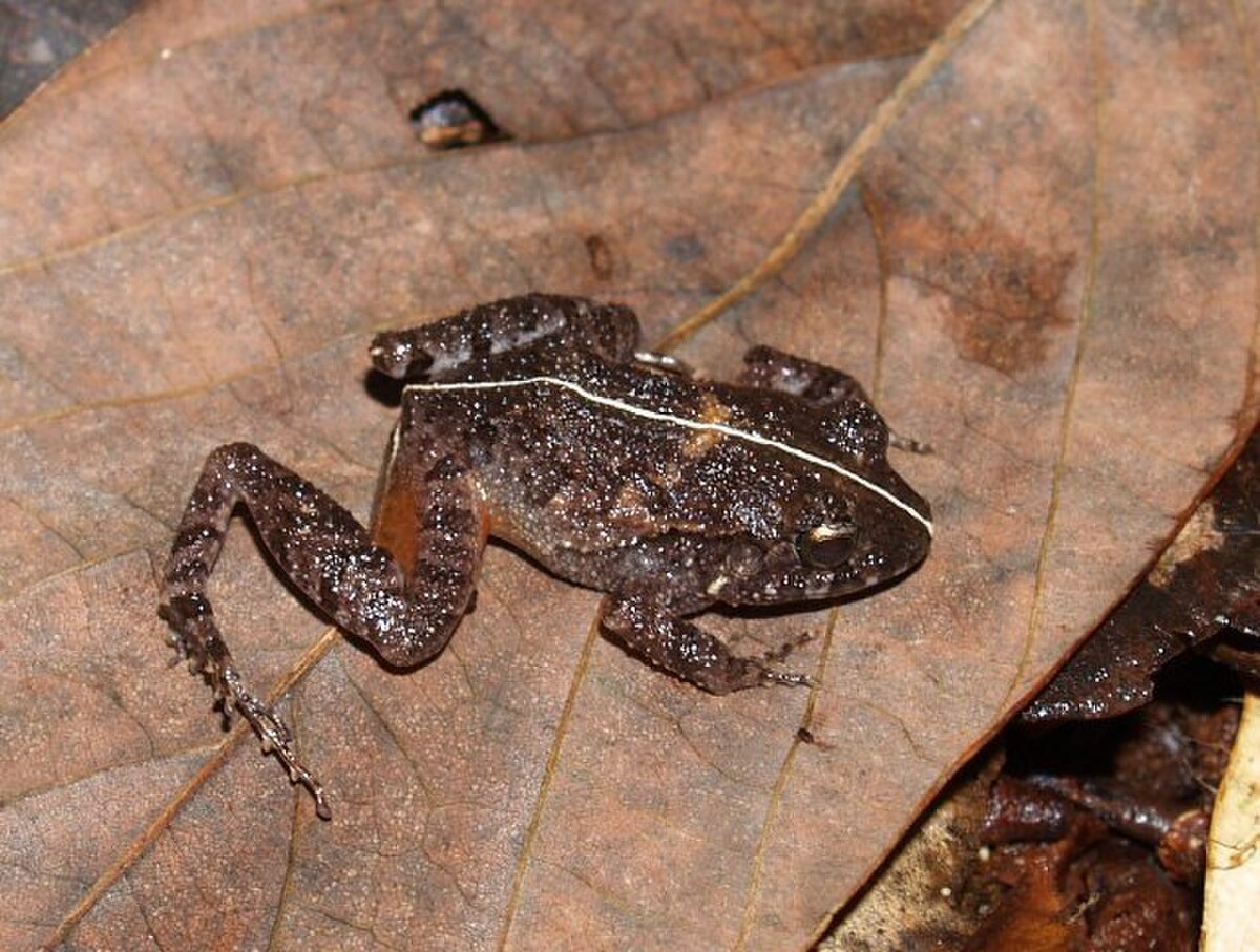 Craugastor polyptychus