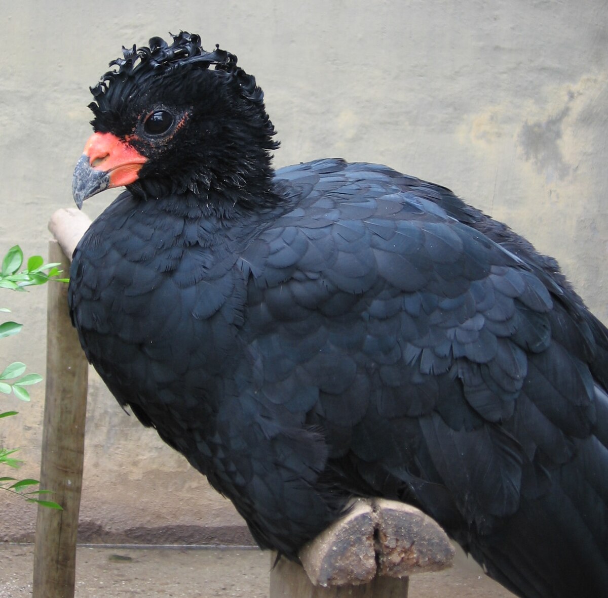 Hocco de Blumenbach