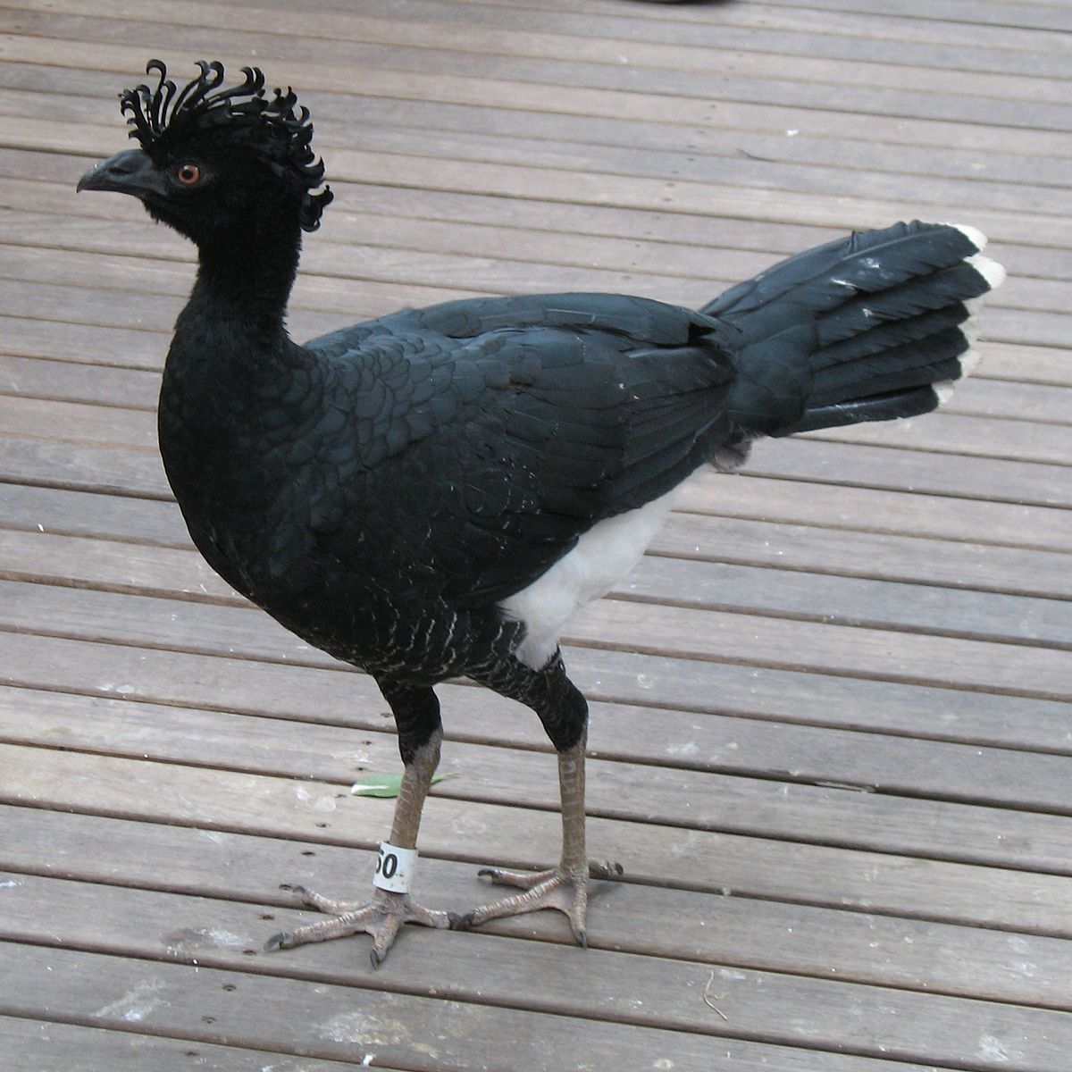 Hocco de Daubenton