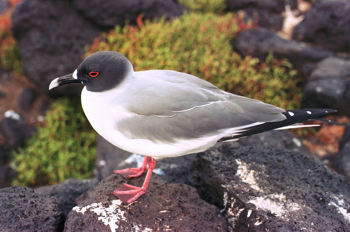Mouette à queue fourchue