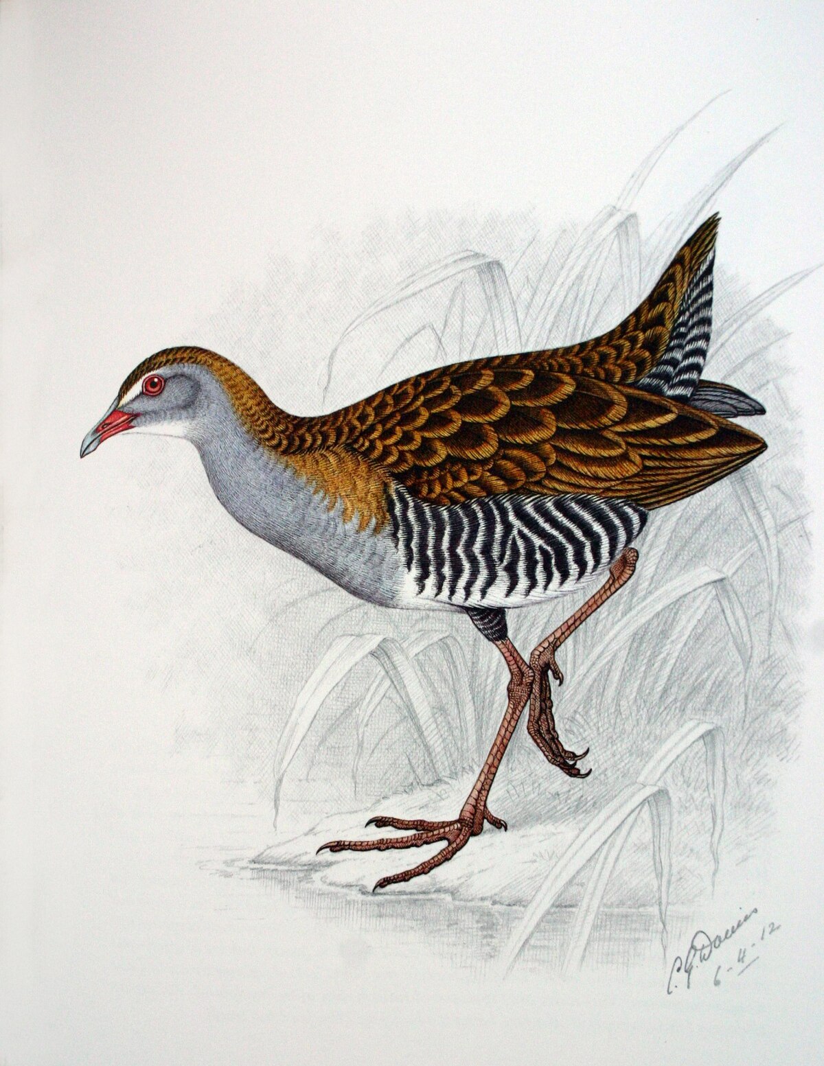 Crex egregia