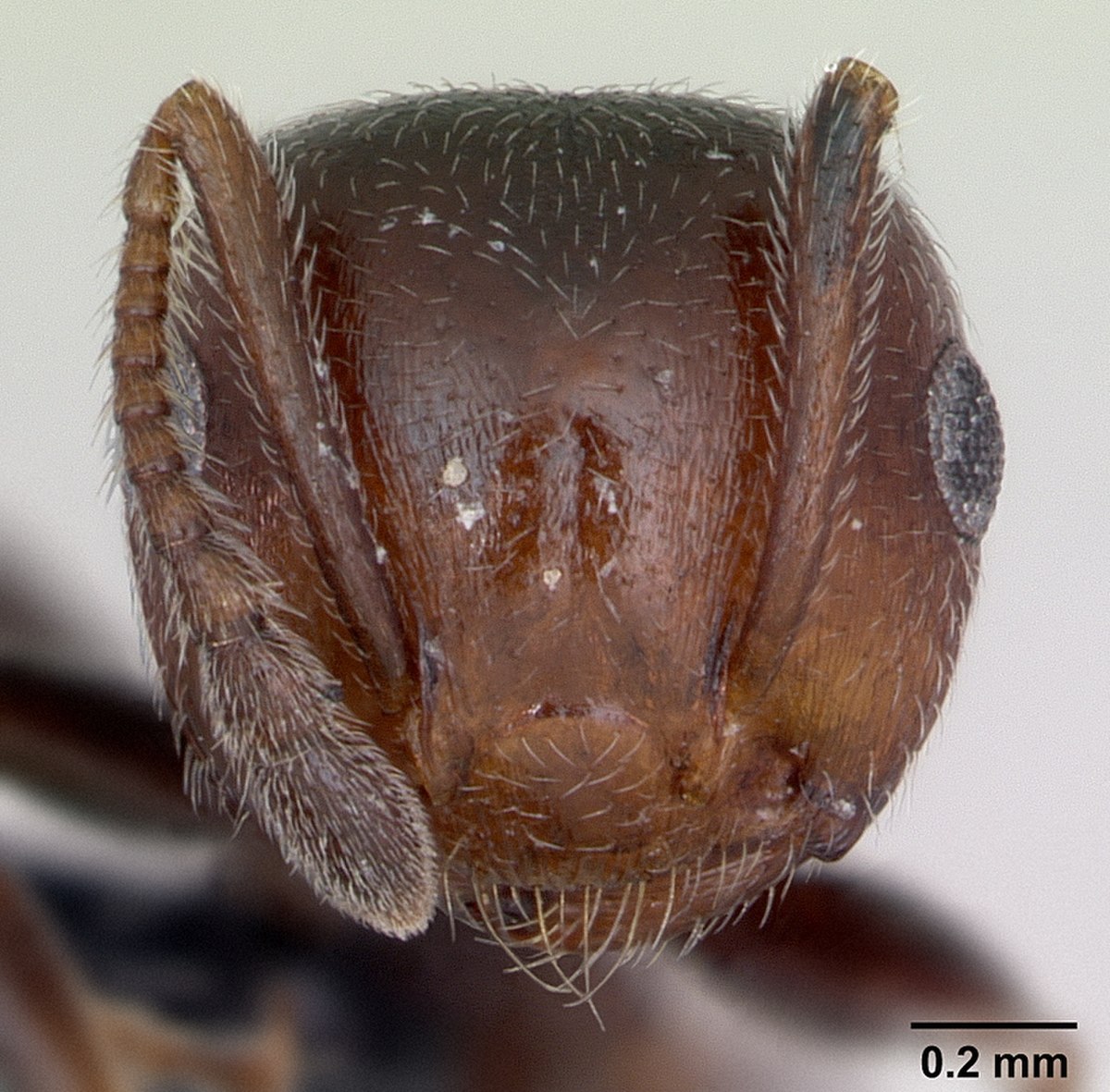 Crematogaster scutellaris