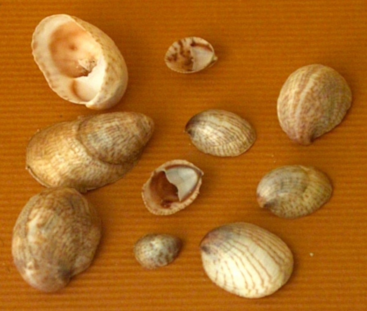 Crepidula fornicata