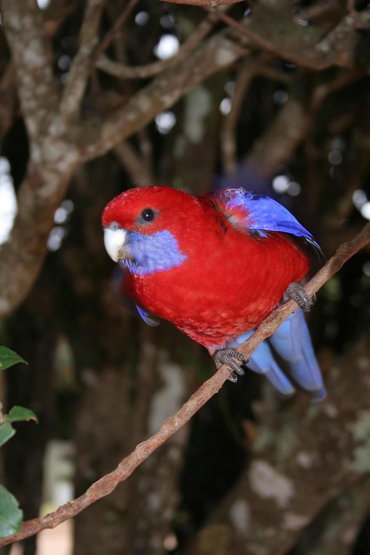Perruche de Pennant