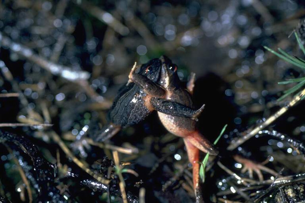Crinia georgiana