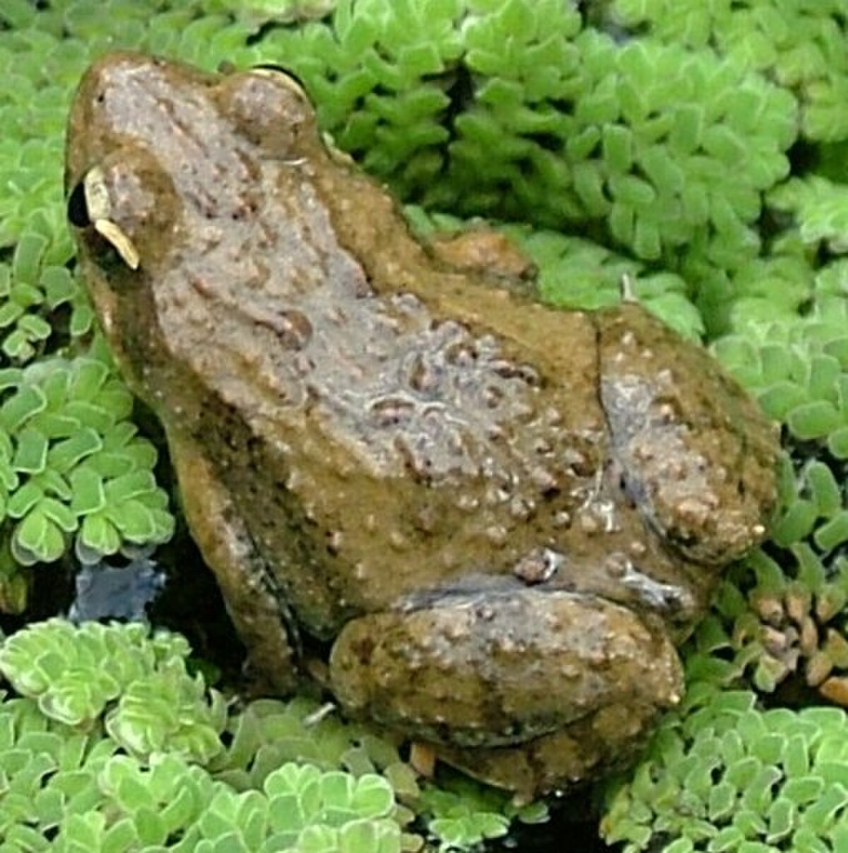 Crinia parinsignifera