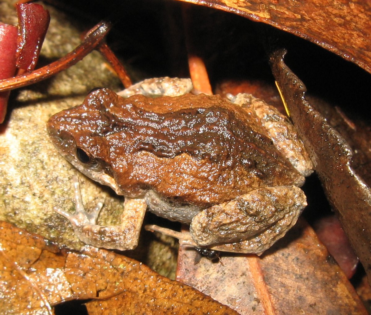 Myobatrachidae