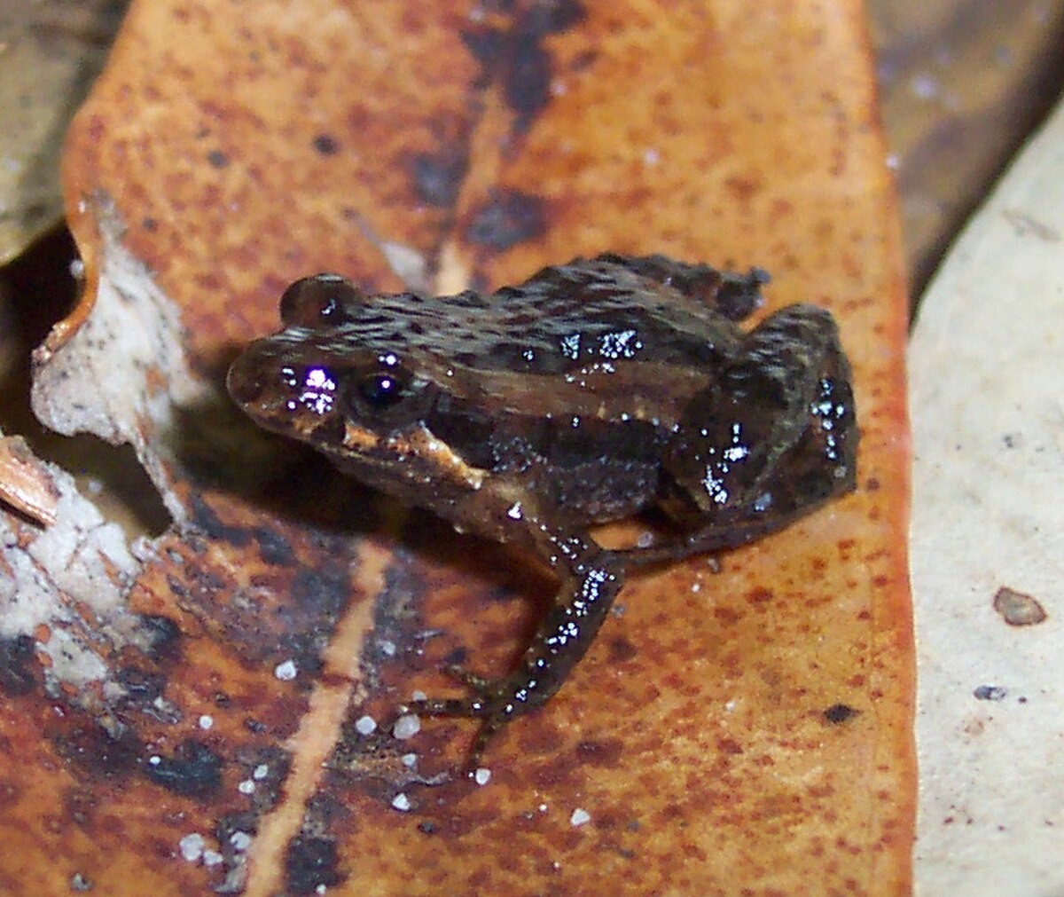 Crinia tinnula