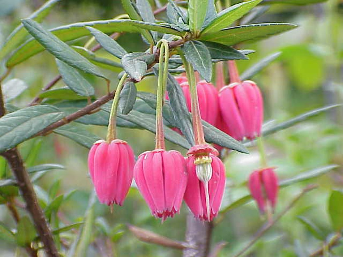 Elaeocarpaceae