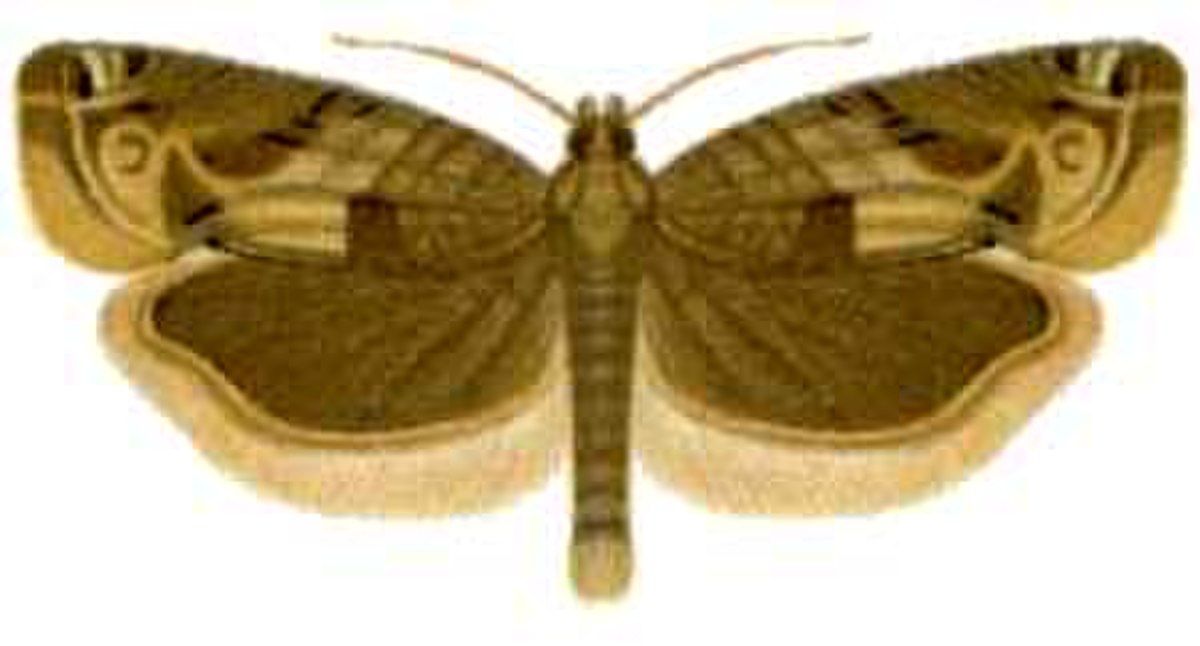 Crocidosema plebejana (ento-csiro-au).jpg