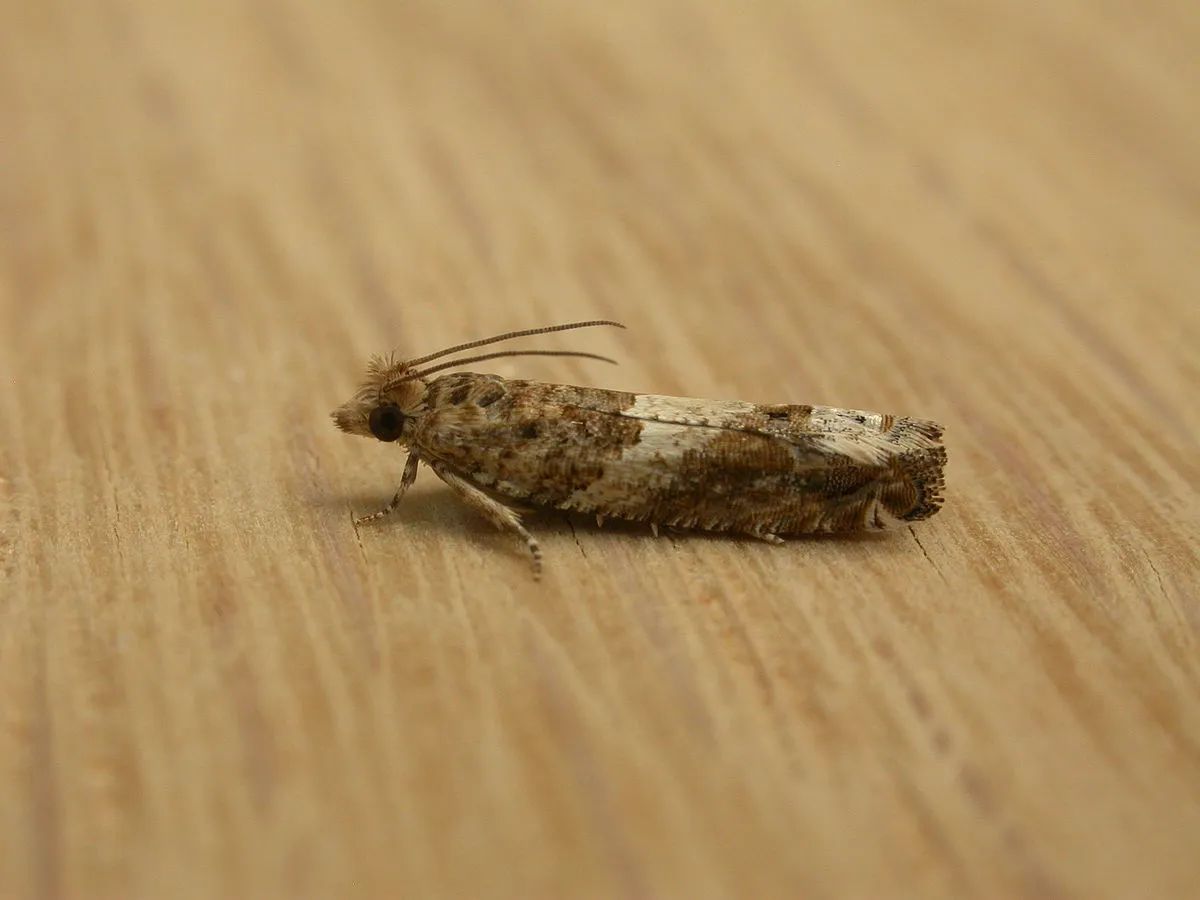 Crocidosema plebejana