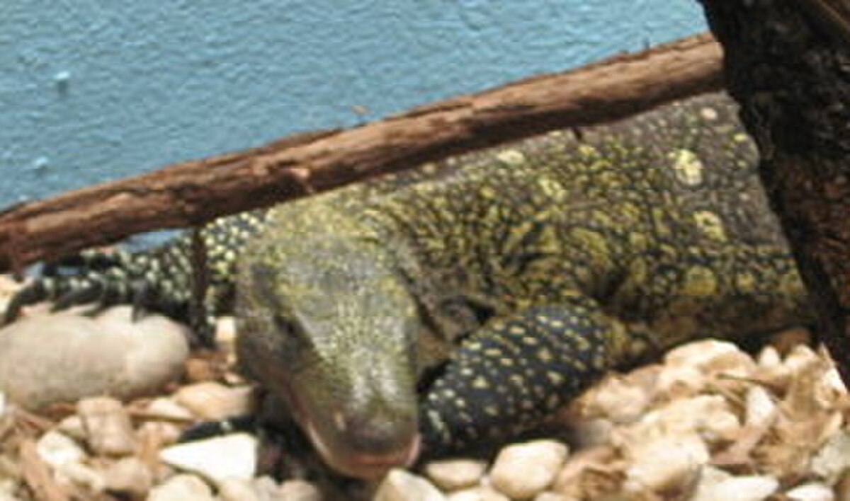 Varanus salvadorii