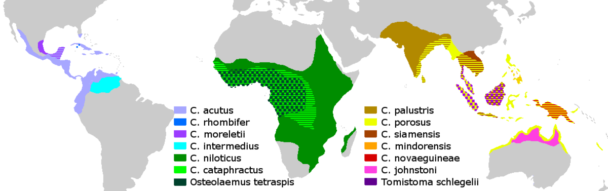 Crocodylus, Osteolaemus & Tomistoma