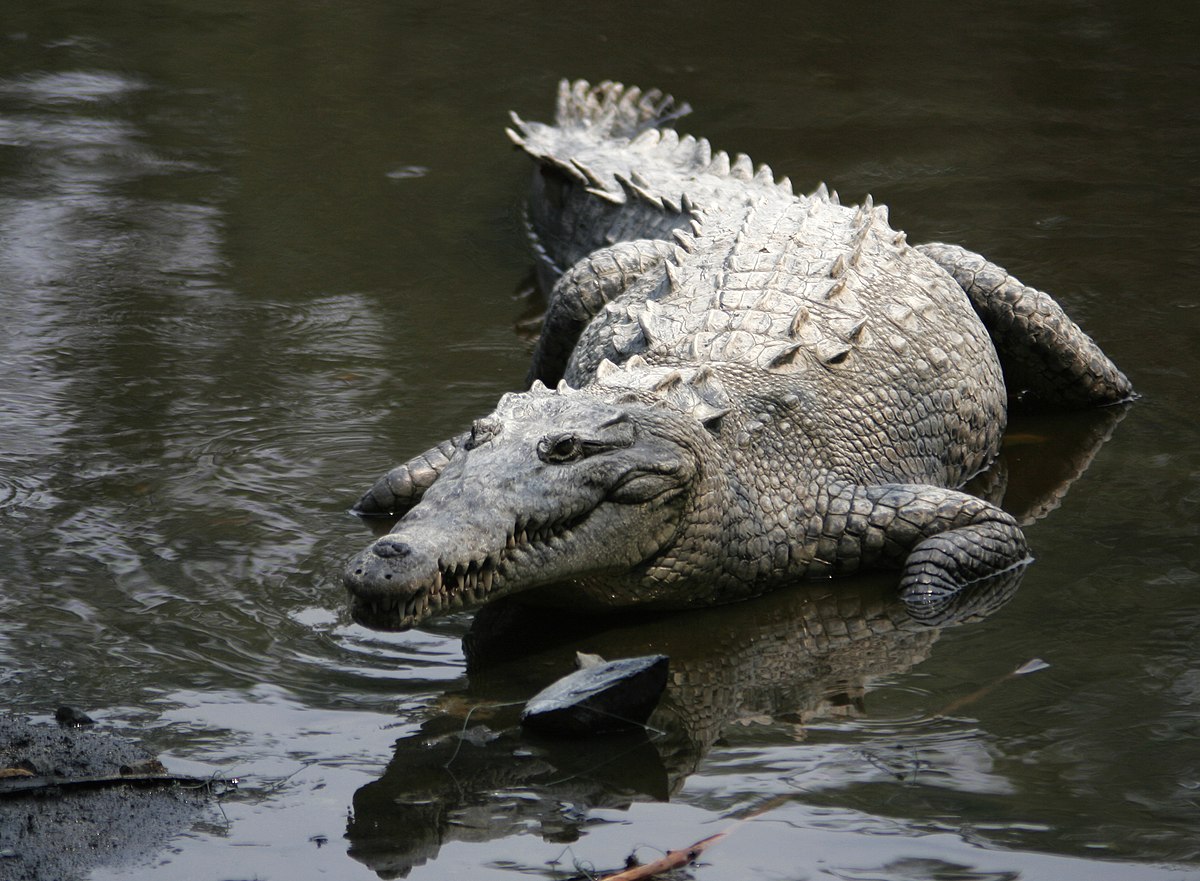 Faune en Floride