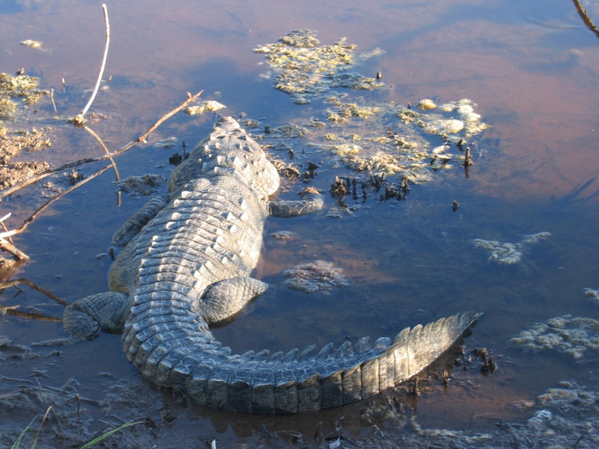 Crocodile américain