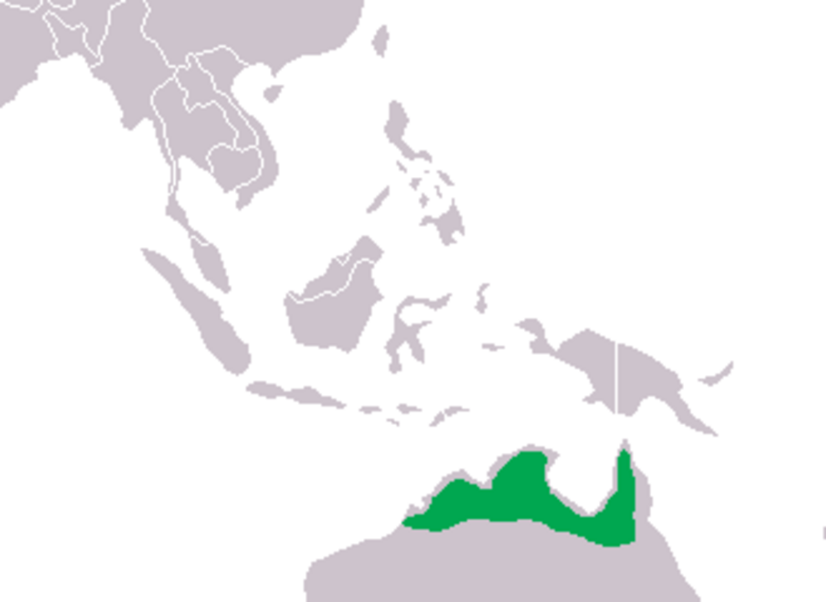 Crocodylus johnsoni Distribution.png