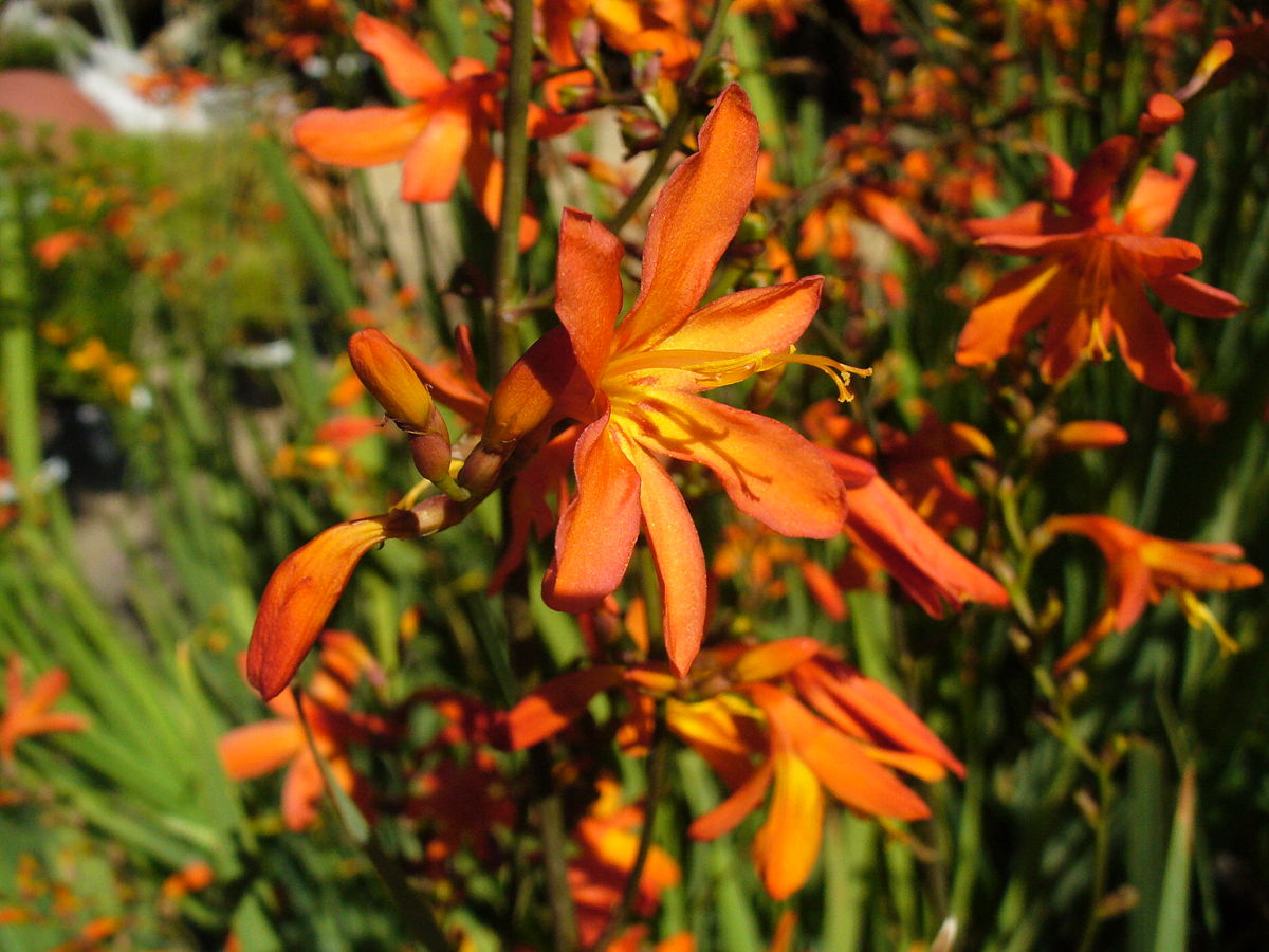 Crocosmia