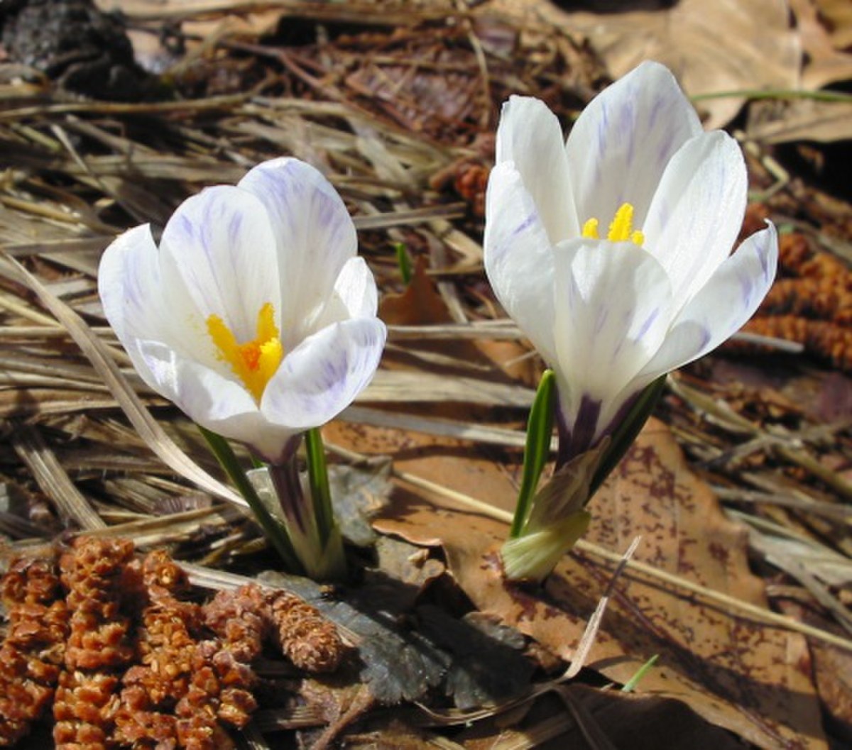 Crocus vernus