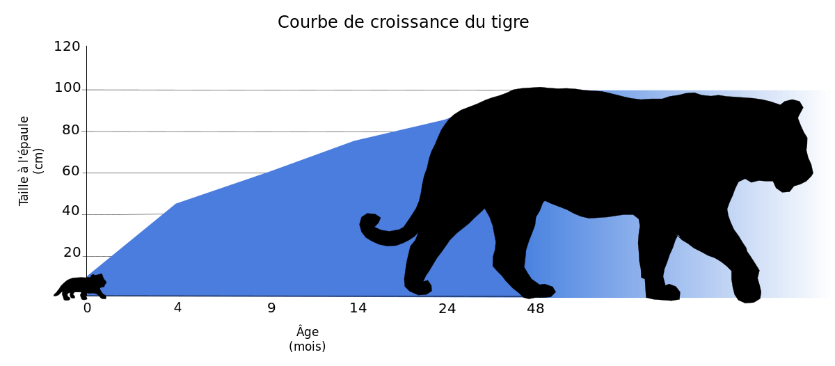 Cycle de vie du tigre