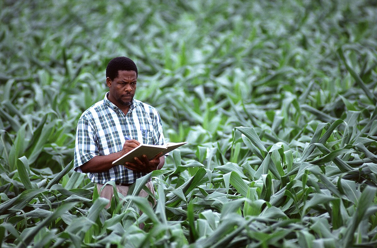 Agronome mesurant la pousse du maïs et d'autres donnéesAgricultural Research Service, Département d'agriculture