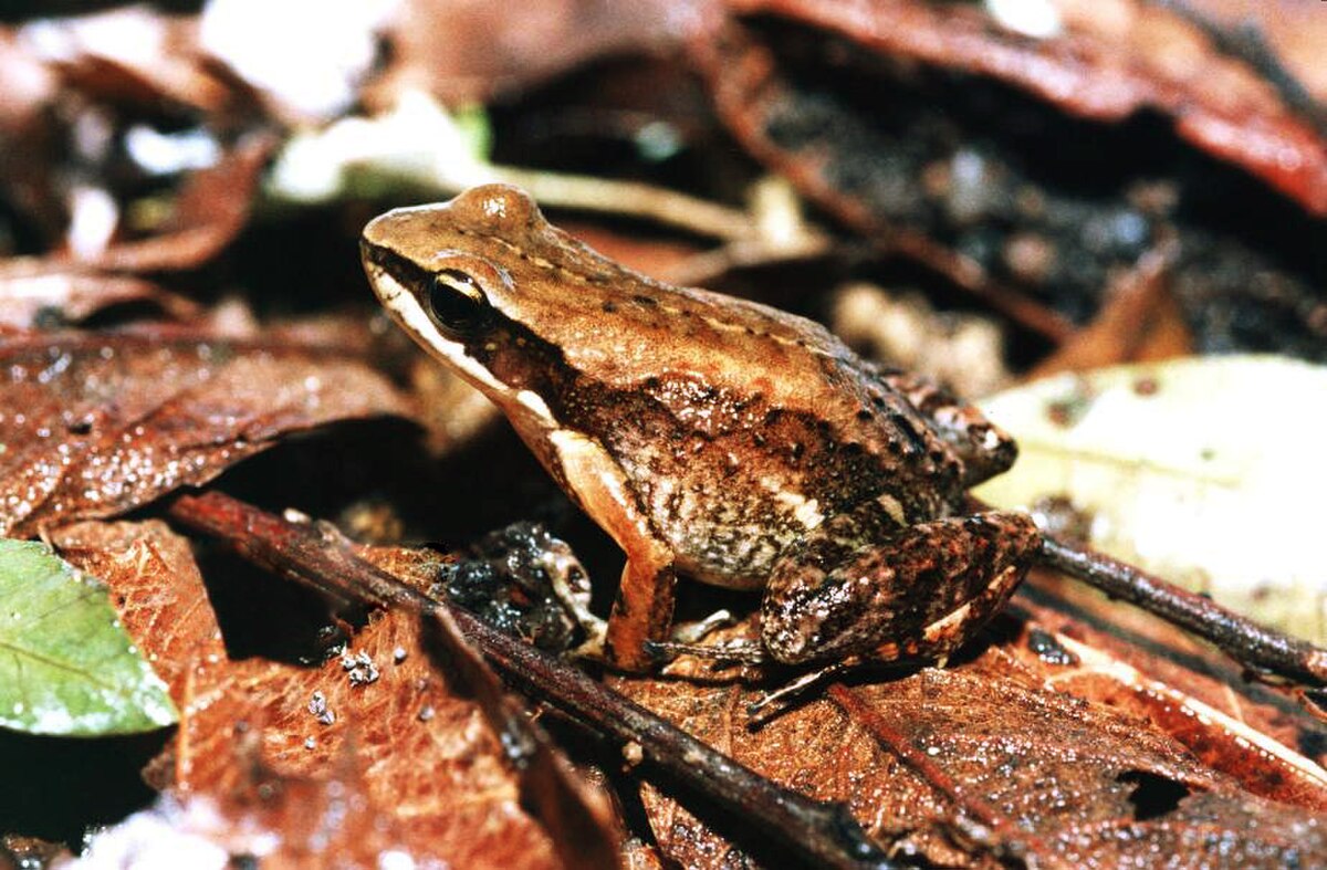 Crossodactylus