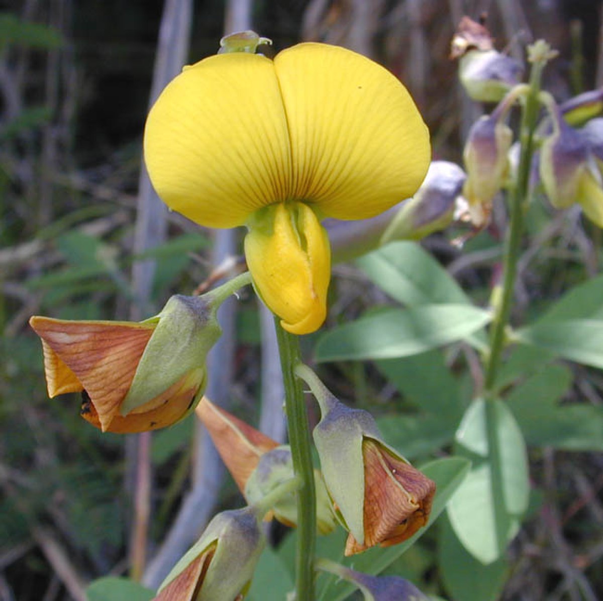 Crotalaria