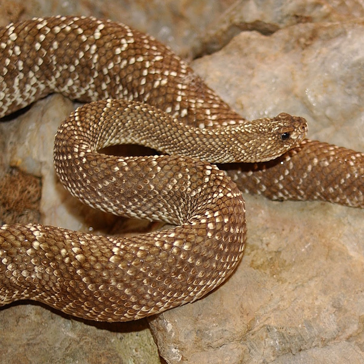 Crotalinae