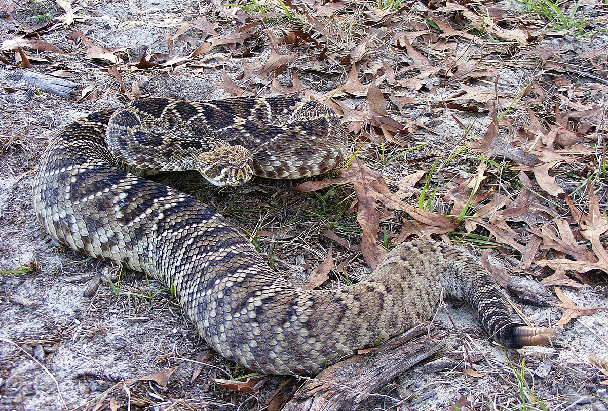 Crotalus adamanteus