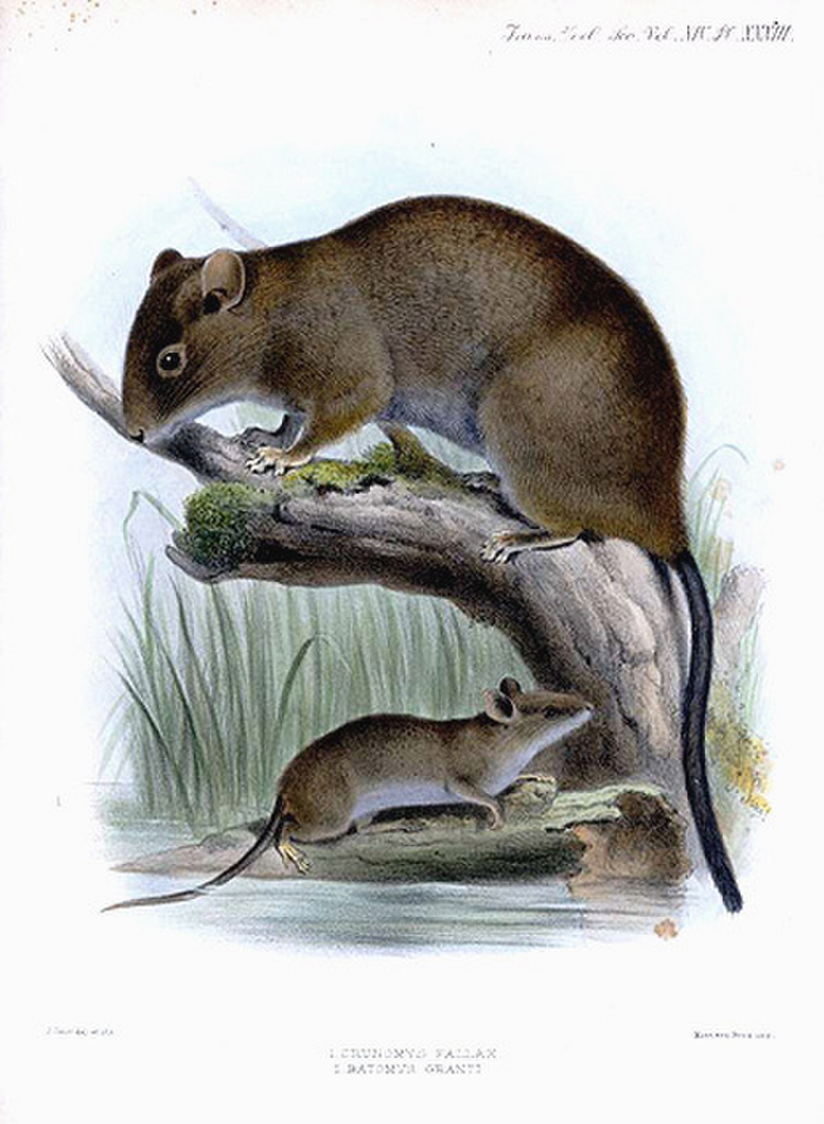 Muridae