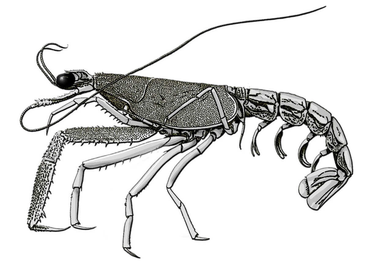 Neoglyphea neocaledonica