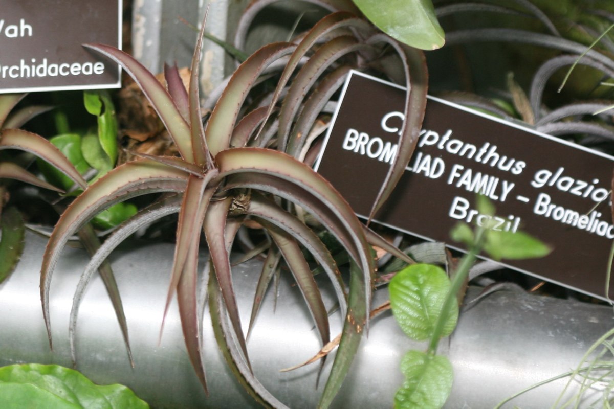Cryptanthus
