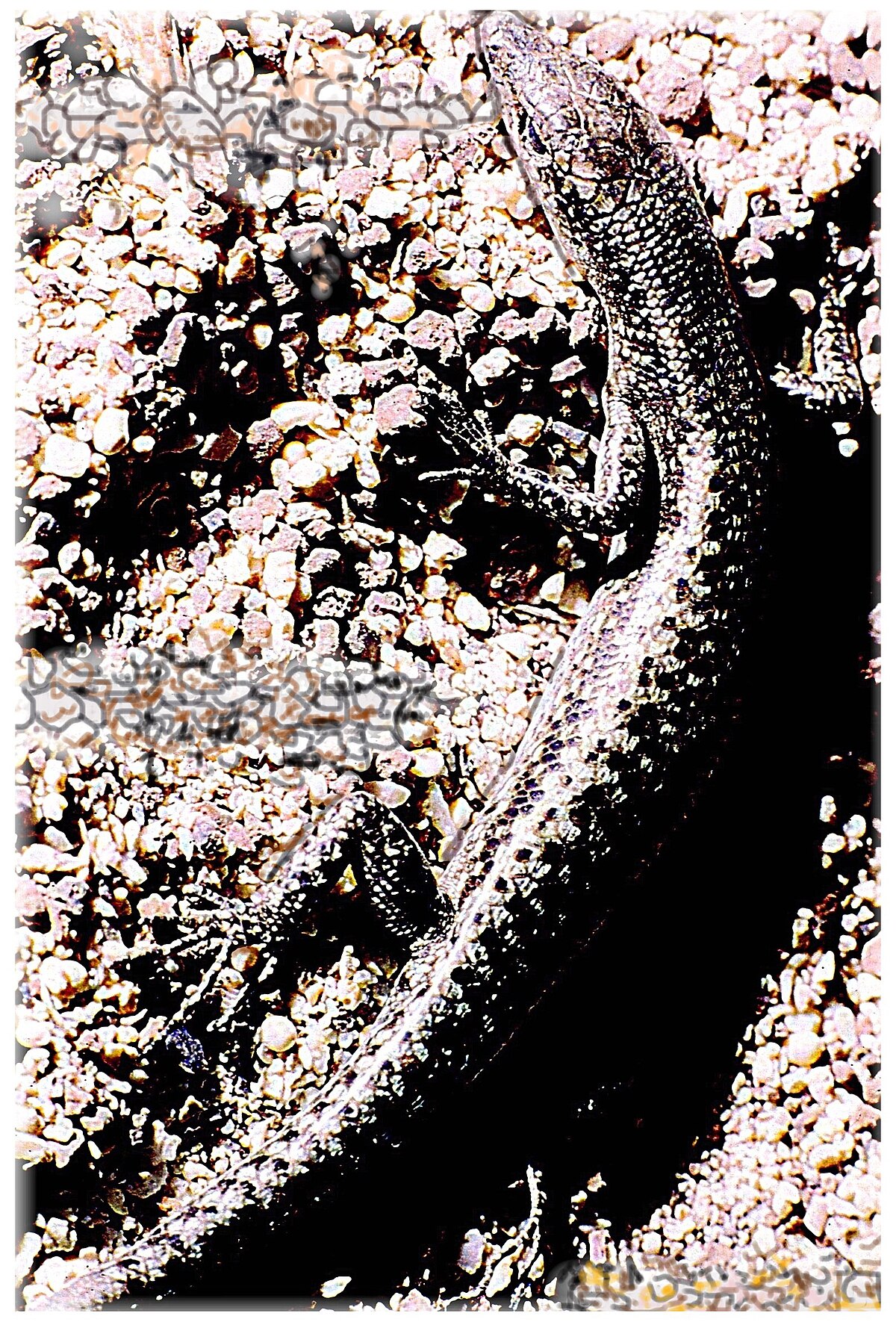Cryptoblepharus