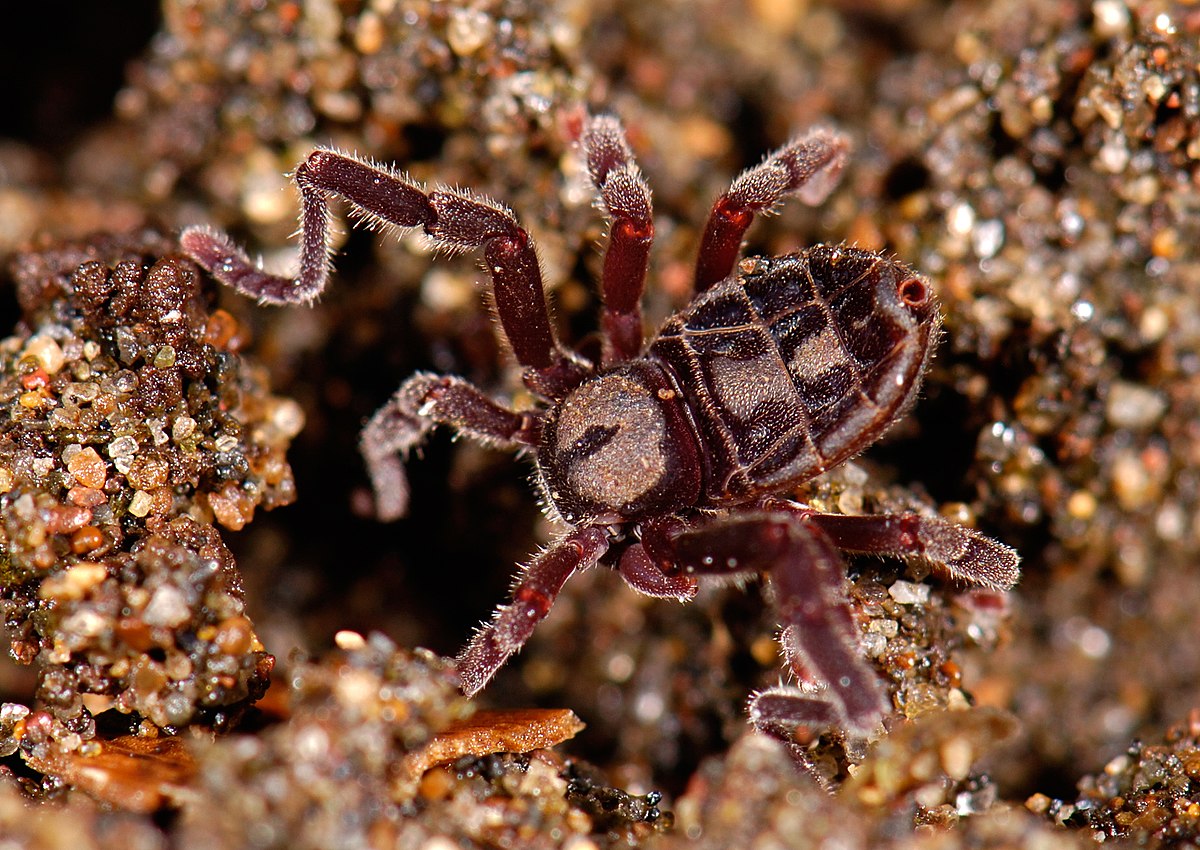 Cryptocellus