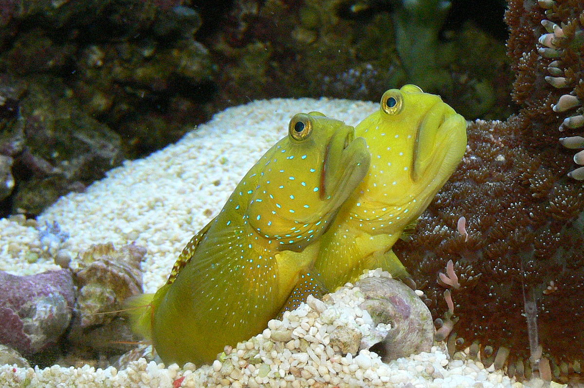 Cryptocentrus