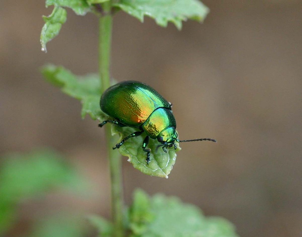 Chrysomelinae