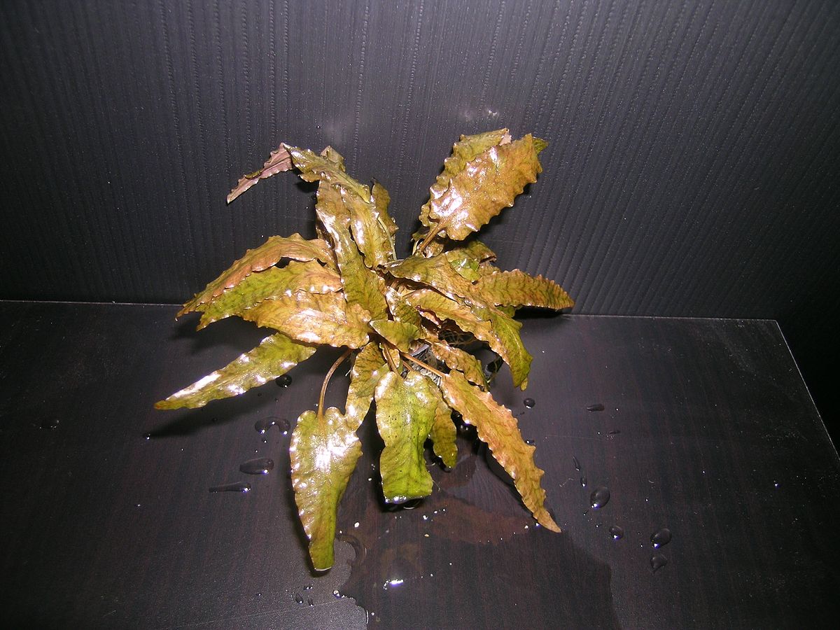 Cryptocoryne