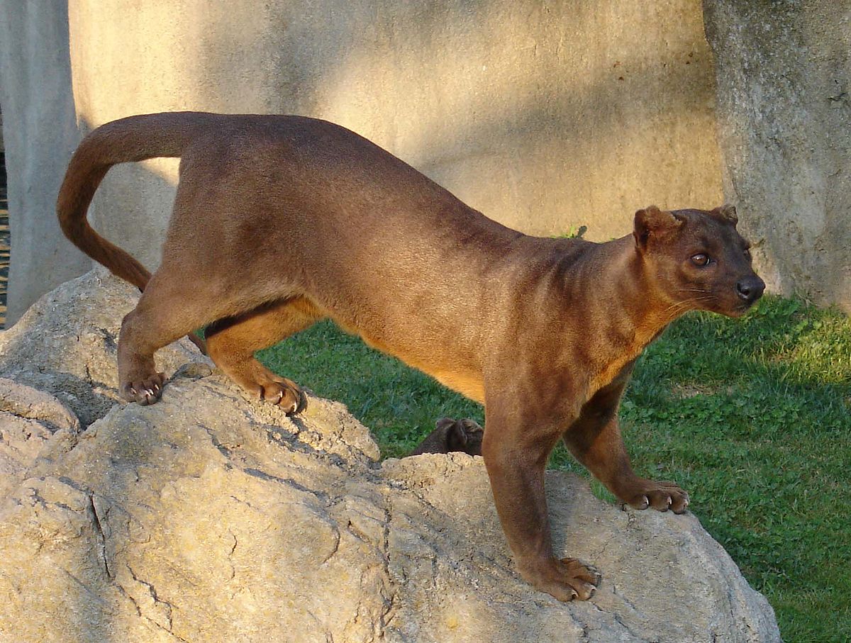 Fossa (animal)